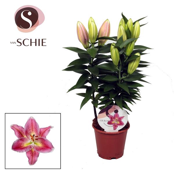 <h4>Oriental Reeleeze 17cm</h4>