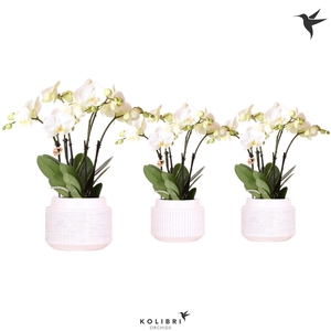 Kolibri Orchids Phalaenopsis Jewel Ghent 4spike in Maze pot white