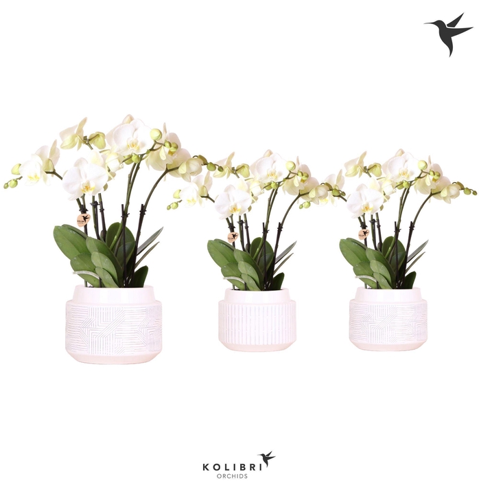 <h4>Kolibri Orchids Phalaenopsis Jewel Ghent 4spike in Maze pot white</h4>
