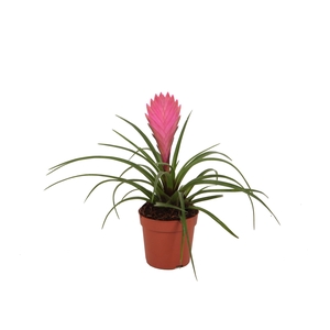 Tillandsia Cyanea