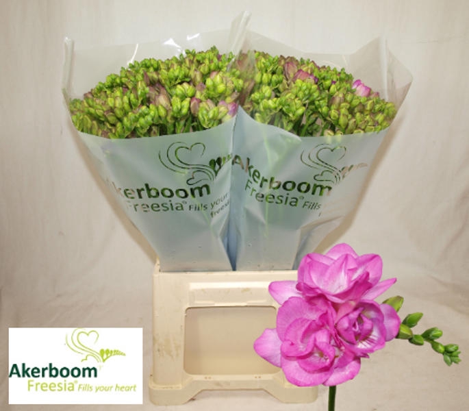 <h4>Fr Du Romantic Pink Akerboom</h4>