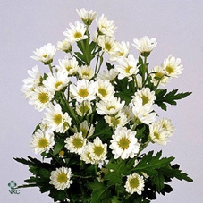 ABIES NORDMAN KILO