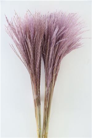 Dried Stipa Feather Milka P. Stem