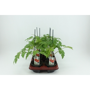 BKH groente 50620 bio Tomaat Geënte Ronde Tomaat