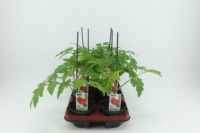 <h4>BKH groente 50620 bio Tomaat Geënte Ronde Tomaat</h4>