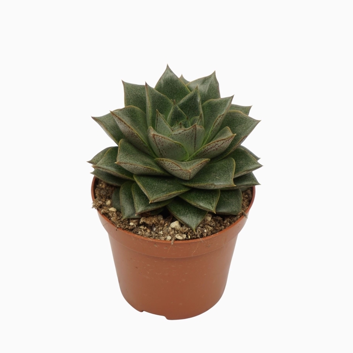 <h4>Echeveria</h4>