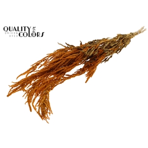 Hang Amaranthus ± 90cm p/bunch Apricot