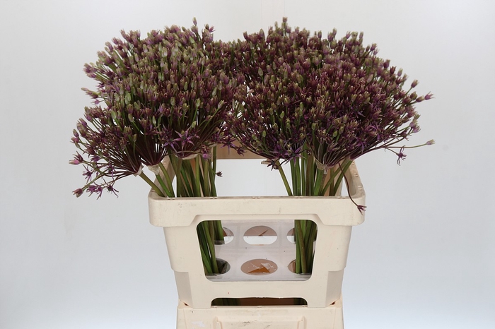<h4>Allium Spider</h4>