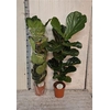 Ficus Lyrata