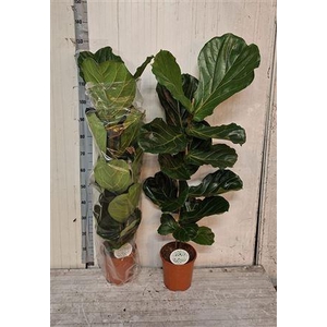 Ficus Lyrata