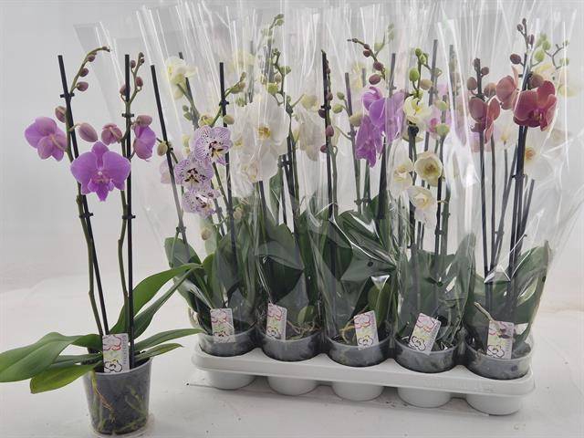 <h4>PHAL GEM</h4>