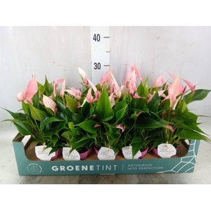 Anthurium andr. 'Lilli'