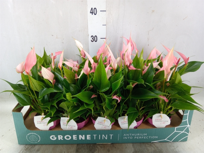 <h4>Anthurium andr. 'Lilli'</h4>