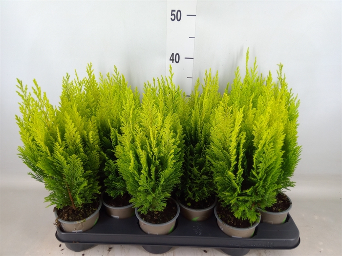 <h4>Chamaecyparis laws. 'Ellwoods Emp'</h4>