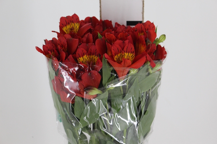 <h4>ALSTROEMERIA ANGELINA 080 CM</h4>