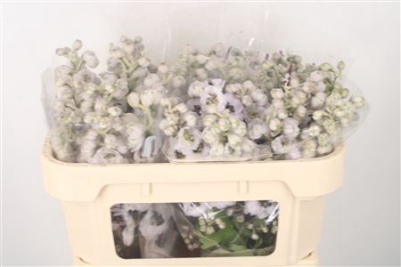 <h4>Delph El Dewi Spijker White Black Centre</h4>