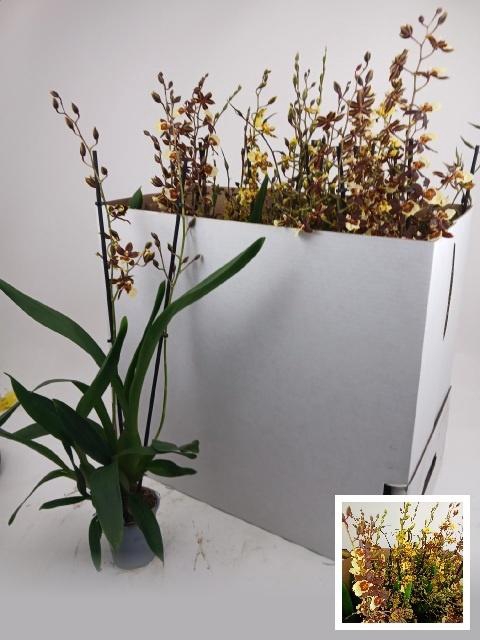 <h4>ORCHIDEEEN GEM</h4>