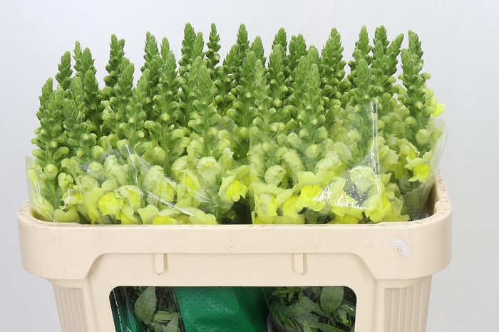 <h4>Antirrhinum Opus Yellow</h4>