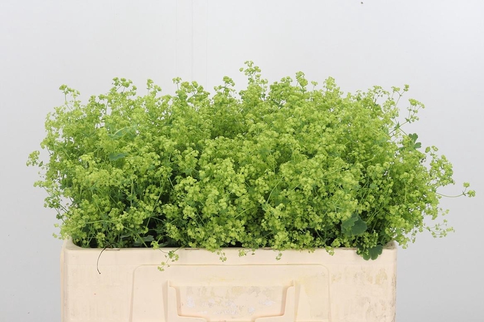 <h4>Alchimella Robusta</h4>