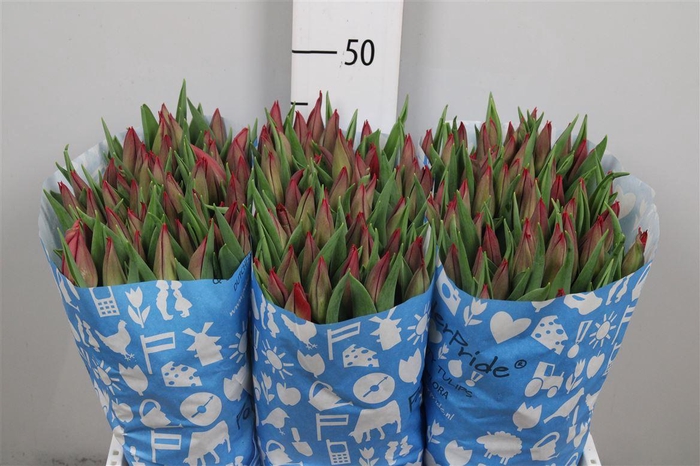 <h4>Tu En Strong Love</h4>