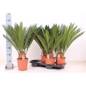 CYCAS REVOLUTA