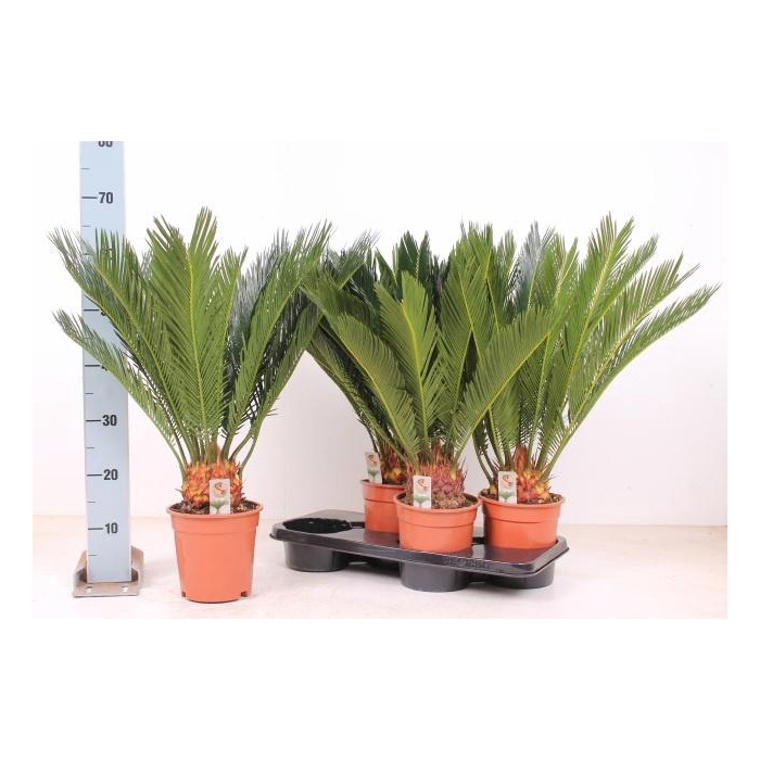 <h4>CYCAS REVOLUTA</h4>