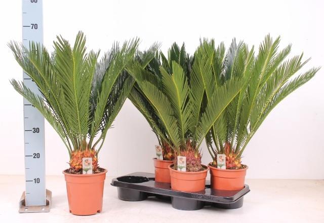 <h4>CYCAS REVOLUTA</h4>