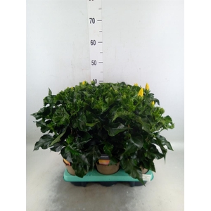 Hibiscus rosa-sin. 'Salsa'