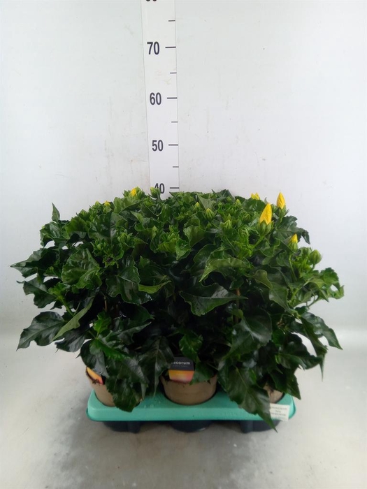 <h4>Hibiscus rosa-sin. 'Salsa'</h4>