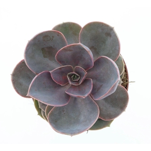 Echeveria  'Perle von Nurnberg'