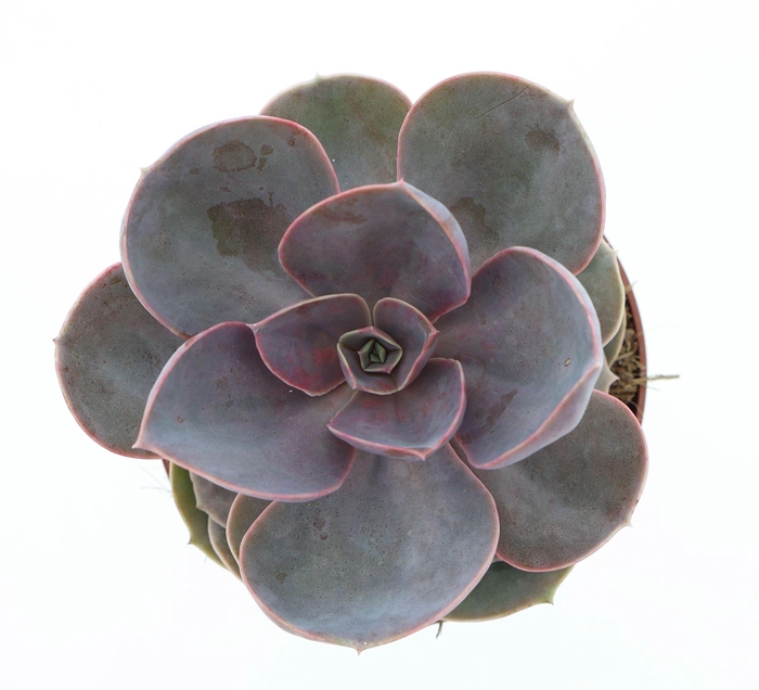 <h4>Echeveria  'Perle von Nurnberg'</h4>