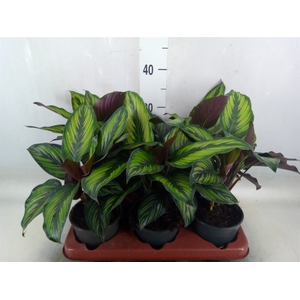 Calathea   ...