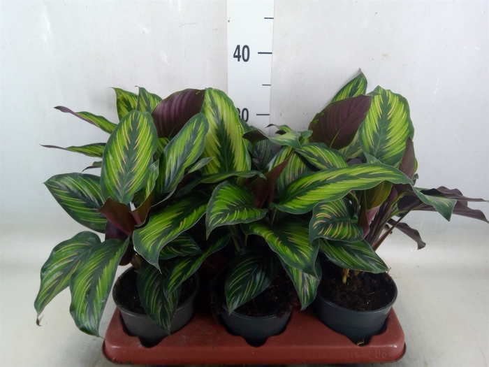 <h4>Calathea   ...</h4>