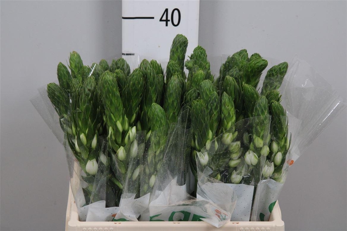 <h4>Ornit Thy Milky Way</h4>