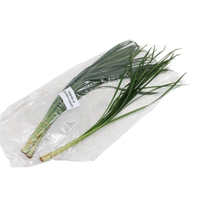 Lilly Grass V P X5