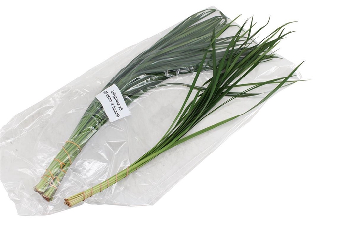 <h4>Lilly Grass V P X5</h4>
