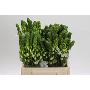 Ornithogalum thyrs. 'Milky Way'