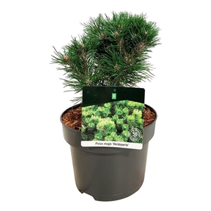 Pinus mugo 'Heideperle'