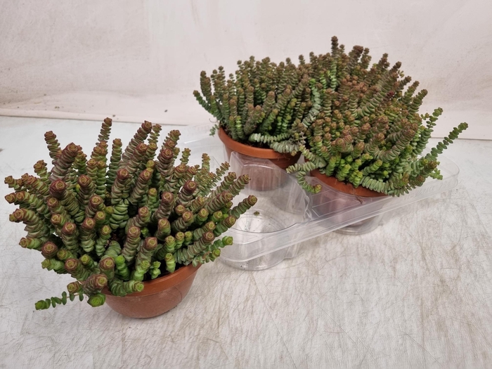 <h4>CRASS MARNIERIANA</h4>