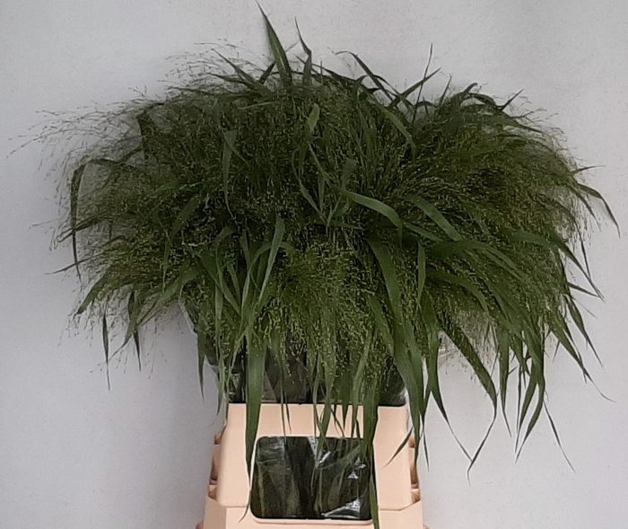 <h4>PANIC VI FONTAINE</h4>