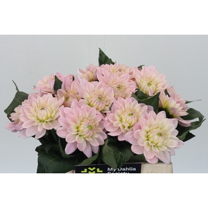 Dahlia Princess Kate