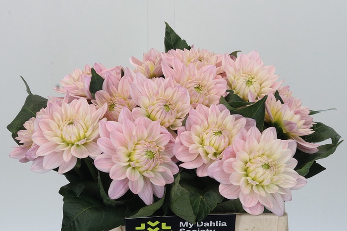 <h4>Dahlia Princess Kate</h4>