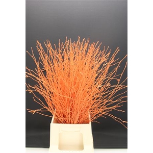 Berk Kort Oranje