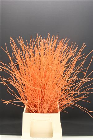 <h4>Berk Kort Oranje</h4>