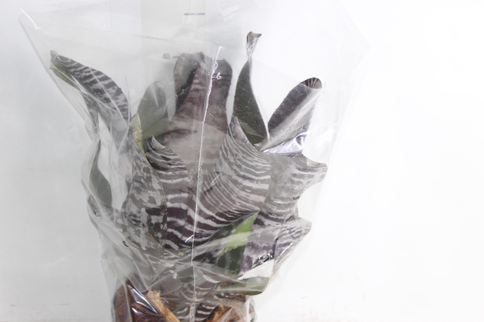 <h4>AECHMEA CHANTINI BLACK P17</h4>