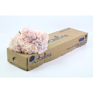 Hydrangea Light Pink Premium