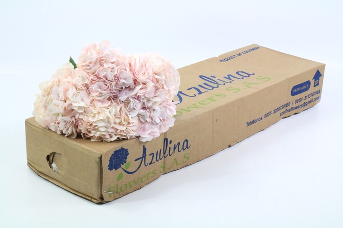 Hydrangea Light Pink Premium