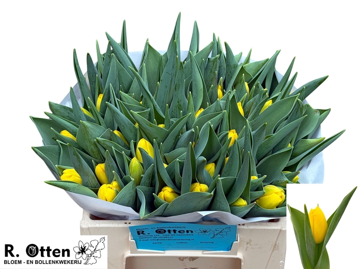 <h4>TU EN STUNNER</h4>