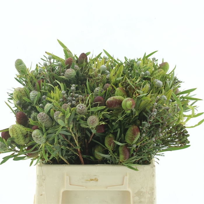 <h4>Kaaps Cone Mix Bouquet</h4>