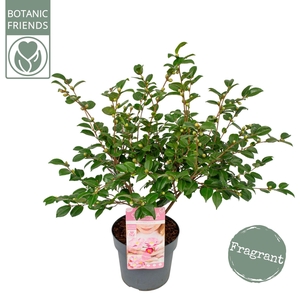 Camellia japonica